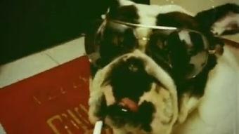 赖小子在线视频,揭秘网络红人的魅力与成长之路